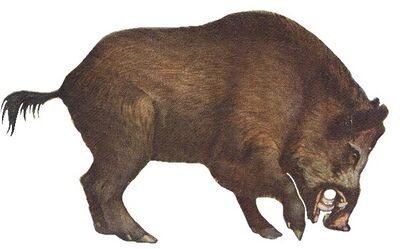 A wild boar