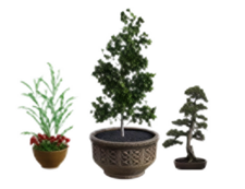 Potted plants